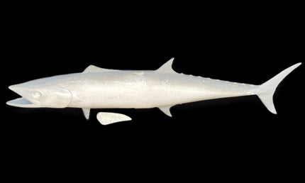 46-INCH KINGFISH BLANK, STANDARD