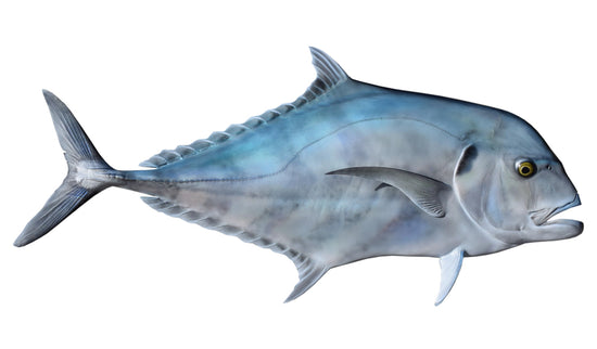 46-INCH AFRICAN POMPANO