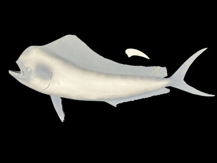 47-INCH BULL DOLPHIN BLANK, STANDARD