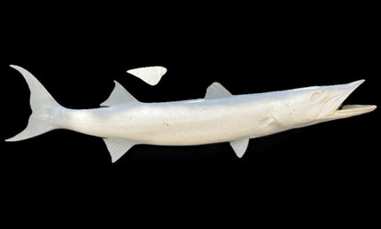 48-INCH BARRACUDA BLANK, STANDARD
