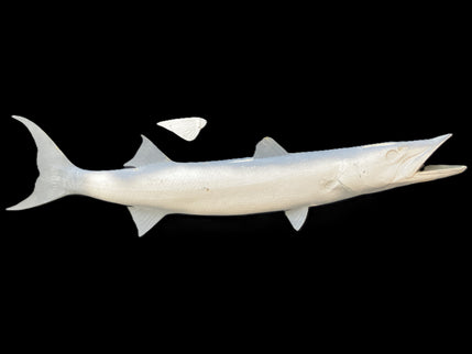 48-INCH BARRACUDA BLANK, STANDARD