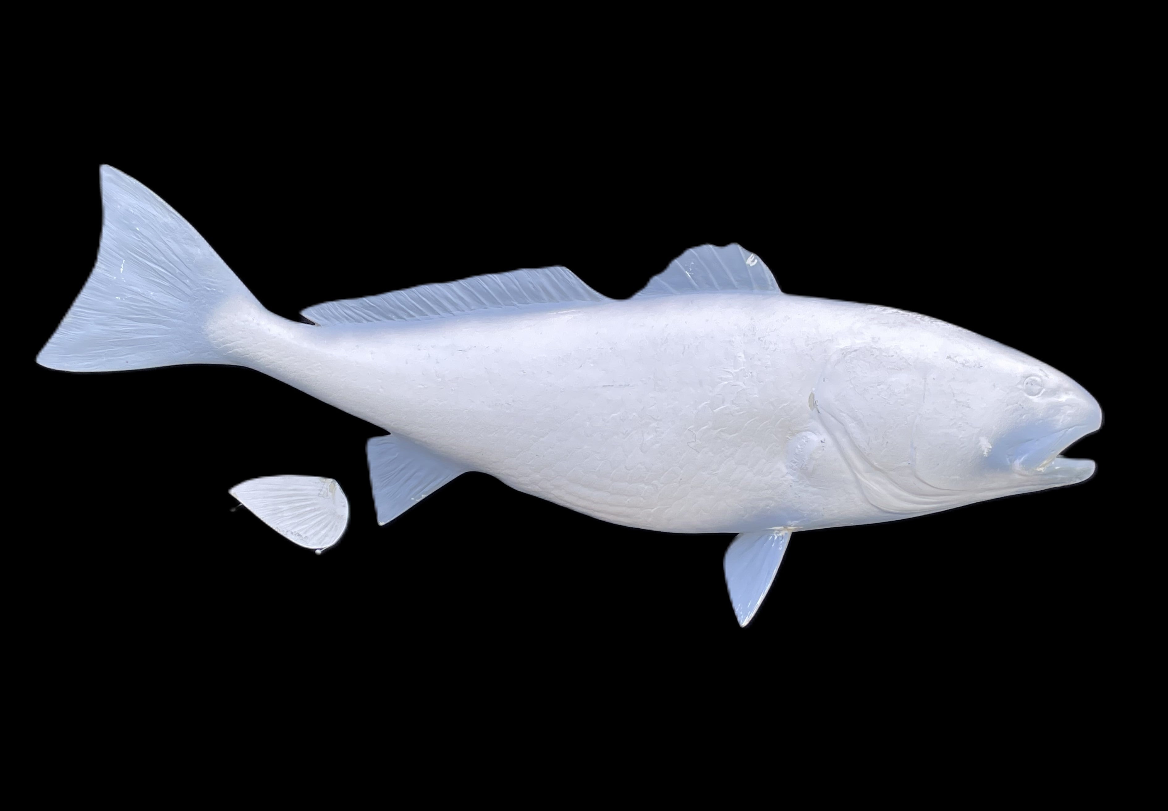48 Inch Fish 48-Inch Redfish Blank Fish Mounts, Standard | King Sailfish Mounts