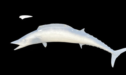 48-INCH WAHOO BLANK, STANDARD
