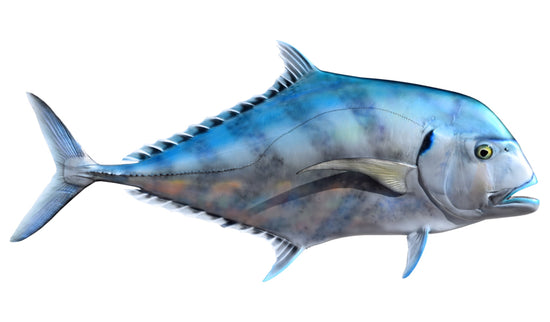 48-INCH AFRICAN POMPANO