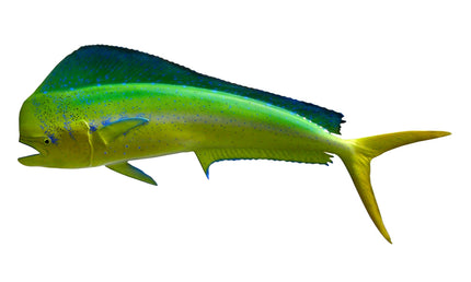 48-INCH BULL DOLPHIN, HALF-SIDED