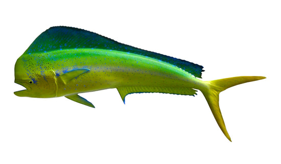 48-INCH BULL DOLPHIN, HALF-SIDED