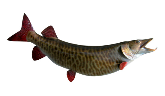 48-INCH MUSKELLUNGE, HALF-SIDED