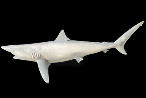 49-INCH BLACKTIP SHARK BLANK, STANDARD