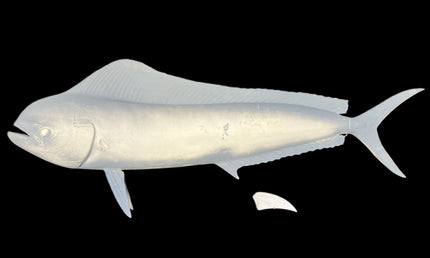 49-INCH COW DOLPHIN BLANK, STANDARD