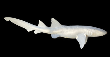 49-INCH NURSE SHARK BLANK, STANDARD