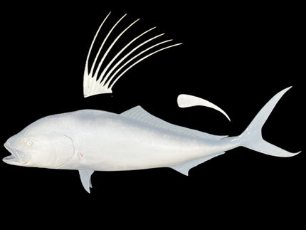 49-INCH ROOSTERFISH BLANK, STANDARD