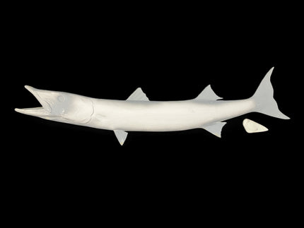 50-INCH BARRACUDA BLANK, STANDARD