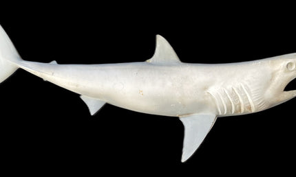 50-INCH MAKO SHARK BLANK, STANDARD