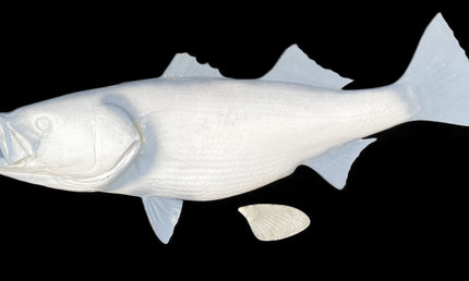 50-INCH STRIPED BASS BLANK, STANDARD