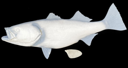 50-INCH STRIPED BASS BLANK, STANDARD
