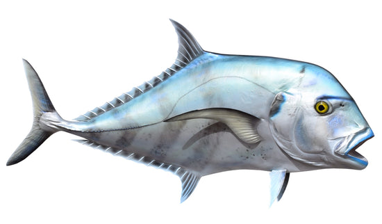 50-INCH AFRICAN POMPANO