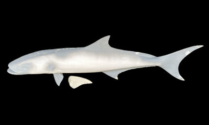 51-INCH COBIA BLANK, STANDARD