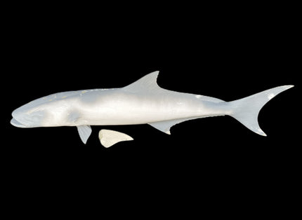 51-INCH COBIA BLANK, STANDARD