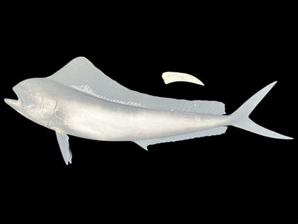51-INCH COW DOLPHIN BLANK, STANDARD