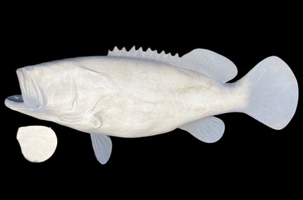 51-INCH JEWFISH BLANK, STANDARD