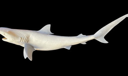 51-INCH TIGER SHARK BLANK, STANDARD