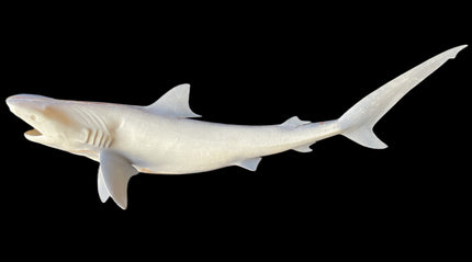 51-INCH TIGER SHARK BLANK, STANDARD