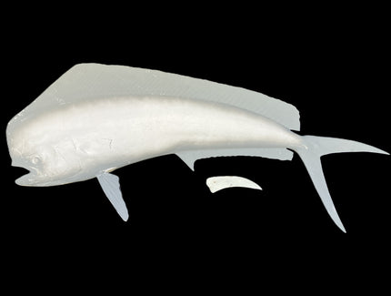 52-INCH BULL DOLPHIN BLANK, STANDARD