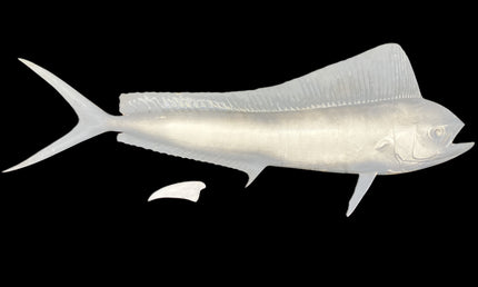 52-INCH COW DOLPHIN BLANK, STANDARD