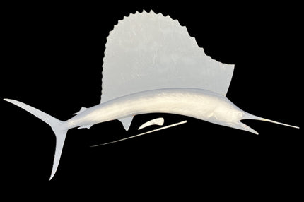 52-INCH SAILFISH BLANK, STANDARD