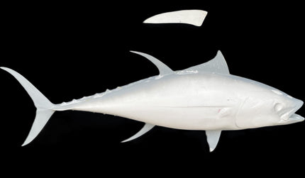 52-INCH YELLOWFIN TUNA BLANK, STANDARD