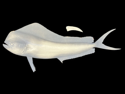 53-INCH BULL DOLPHIN BLANK (L), STANDARD