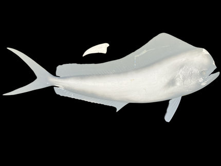 53-INCH BULL DOLPHIN BLANK (R), STANDARD