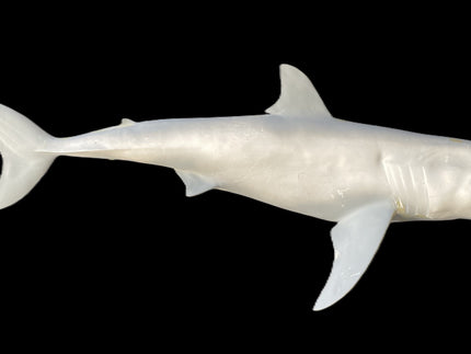 Collection image for: SHARK, GREAT WHITE BLANKS