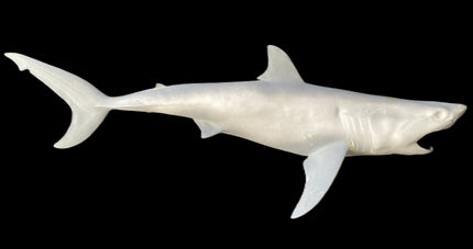 53-INCH GREAT WHITE SHARK BLANK, STANDARD