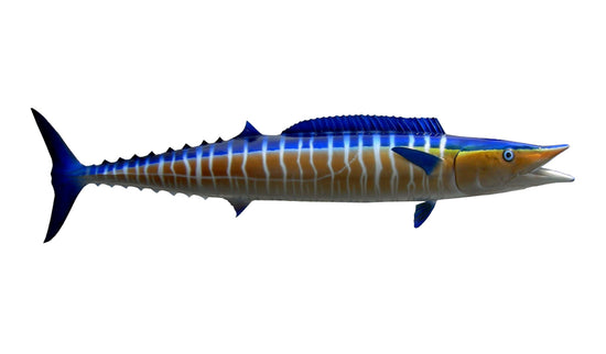 53-INCH WAHOO, HALF-SIDED