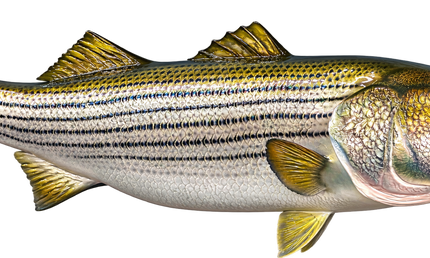 53-INCH STRIPED BASS