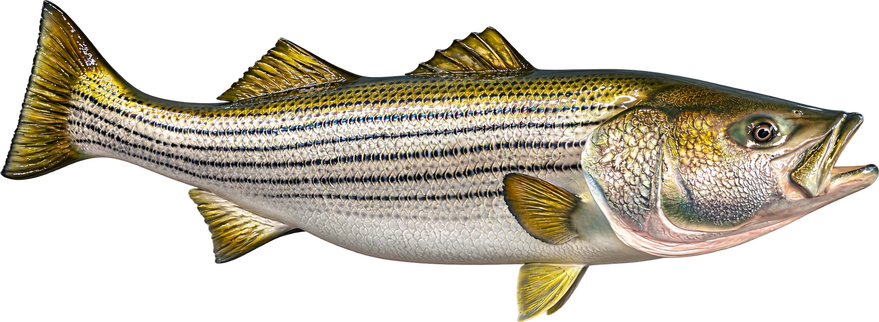 53-INCH STRIPED BASS