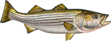 53-INCH STRIPED BASS