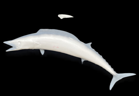 53-INCH WAHOO BLANK, STANDARD