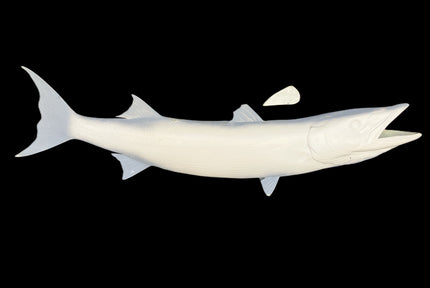 54-INCH BARRACUDA BLANK, STANDARD