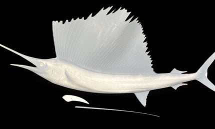 54-INCH SAILFISH BLANK, STANDARD