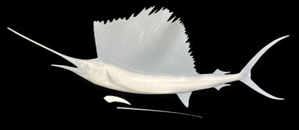 54-INCH SAILFISH BLANK, STANDARD