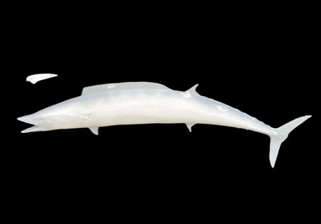 54-INCH WAHOO BLANK, STANDARD