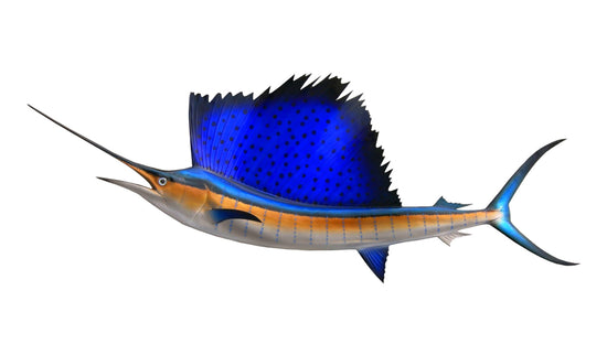 54-INCH SAILFISH, HALF-SIDED