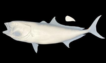56-INCH AMBERJACK BLANK, STANDARD