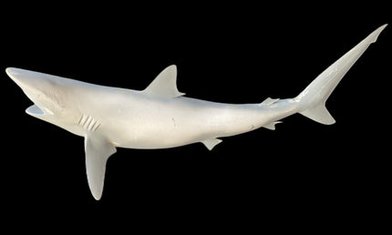 56-INCH BLACKTIP SHARK BLANK, STANDARD