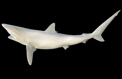 56-INCH BLACKTIP SHARK BLANK, STANDARD
