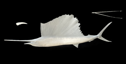 57-INCH SAILFISH BLANK, STANDARD