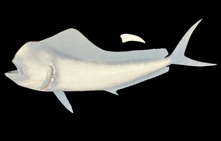 57-INCH BULL DOLPHIN BLANK, STANDARD