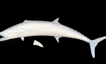 57-INCH KINGFISH BLANK, STANDARD